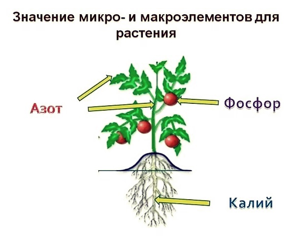 Элементы питания растений инфографика